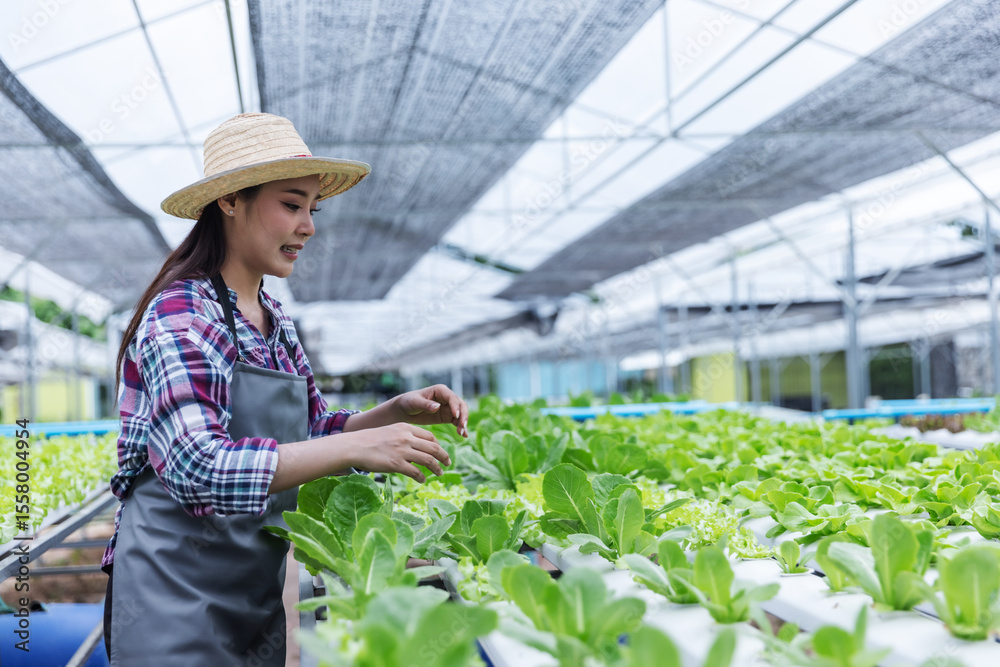 Obraz premium A focused female farmer in a hat and apron tends to lush green lettuce plants inside a modern greenhouse. The scene highlights dedication to sustainable farming and careful plant cultivation.