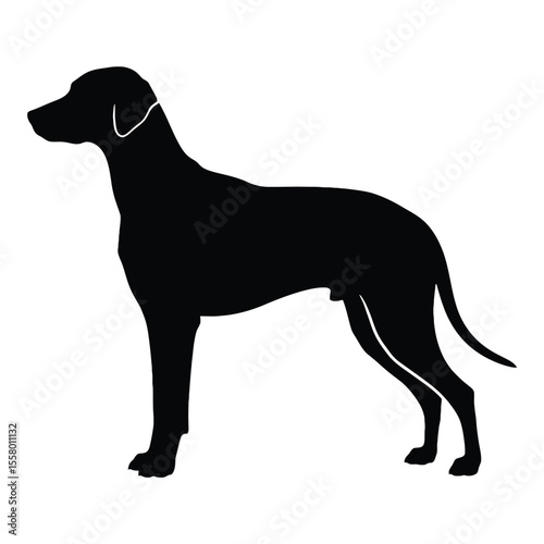 Elegant silhouette of a dog. The dog stands tall, with a sleek, black coat