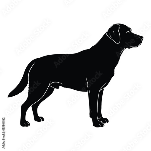 Silhouette of a sleek black Labrador retriever dog in side profile, a beloved domestic animal. The dog's features are clearly defined, showing its elegant posture