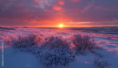 tundra plateau under glowing pink orange sunset, icy ground and hardy shrubs catching final light of the day