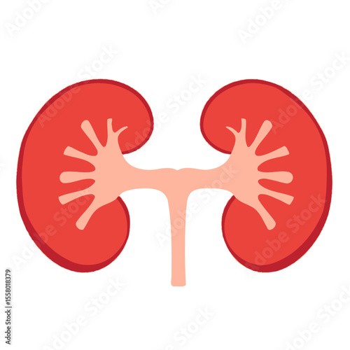 Cross section of human kidney anatomy with renal pelvis and ureter isolated on white background