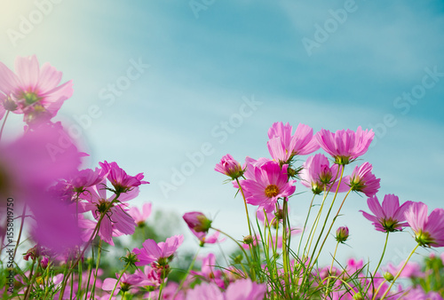 Naturally colorful flowers and fairy lights