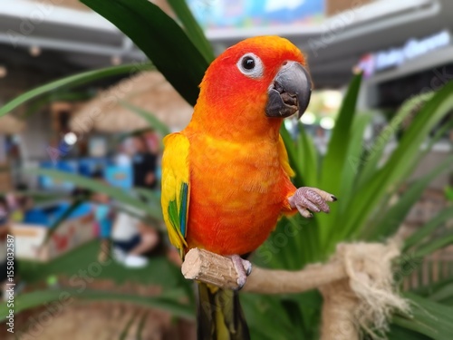 Vibrant close-up of a colorful parrot with bright orange, yellow, and green feathers perched on a branch. Captured in a petting zoo with soft background and tropical leaves for natural setting.