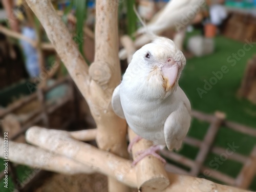 A close-up photo of a white parrot perched on a wooden branch in a petting zoo. The image features soft background blur, natural lighting, and detailed textures of the bird's feathers and beak.