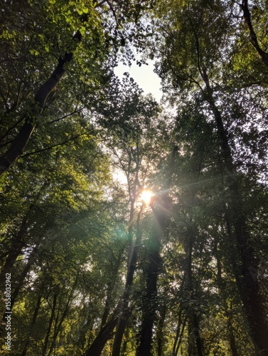 Sunflare Through Trees - hold phone upward, leaves sway creating flickering light.