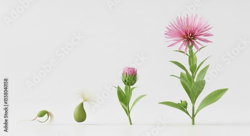 Plant Growth Cycle Stages - From Seed to Blooming Flower, Isolated on White Background