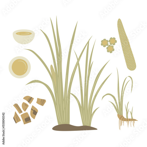 Stylized Botanical Art of Medicinal Herb Sweet Flag, Acorus calamus, Plant, Folliage, Rhizome