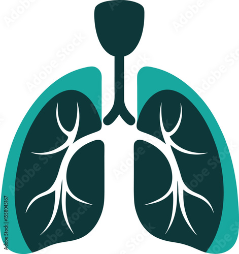 human lungs with bronchi and lobes isolated on white background