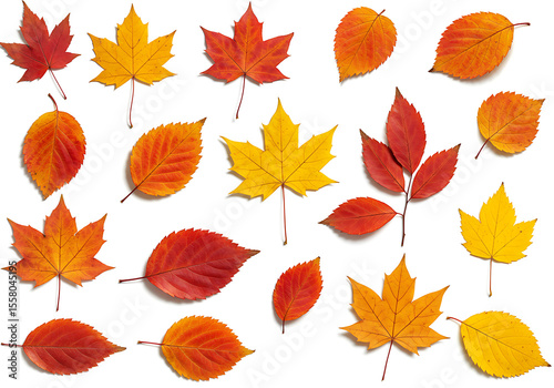 Assorted Autumn Leaves Maple Elm and Other Varieties in Vibrant Colors.