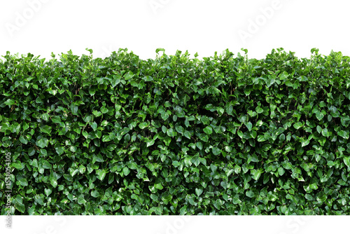 Wallpaper Mural Lush Green Hedge Seamless Texture Vibrant Foliage Background for Design Projects and Nature-Inspired Applications isolated on transparent background Torontodigital.ca
