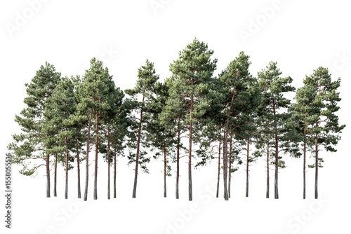 High-Resolution Image of a Row of Tall Pine Trees, Ideal for Landscape Design and Environmental Projects, isolated on transparent background