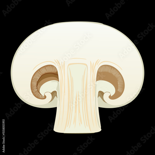 Fresh Mushroom Half Cross Section White - Vector Illustration