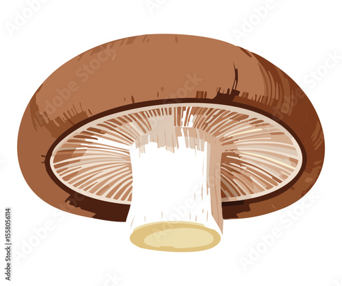 Fresh Mushroom Underside Showing Gills - Vector Illustration