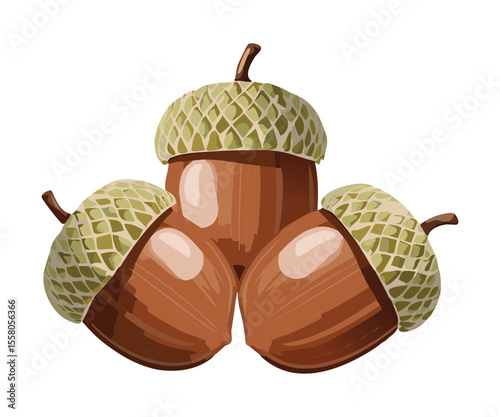 Group of Fresh Brown Acorn Nuts - Vector Illustration