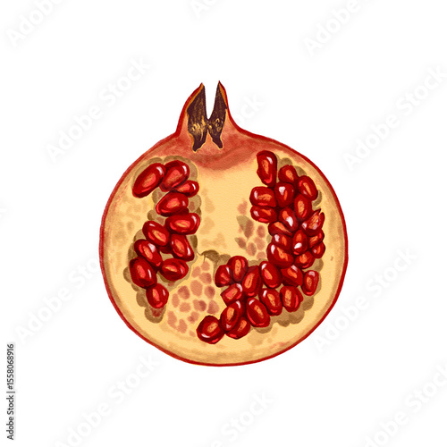 drawing fruit, half of red pomegranate with seeds isolated at white background, hand drawn illustration