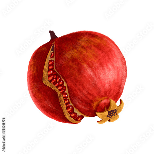 drawing fruit, red pomegranate with seeds isolated at white background, hand drawn illustration
