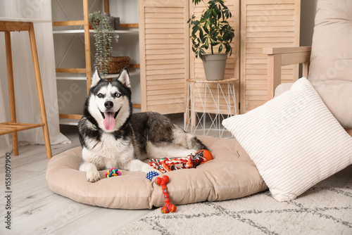 Happy siberian husky dog wi...