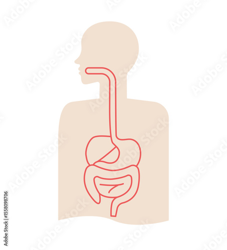 Digestive system and human internal organ body illustration for medical education. Anatomy intestine section health science graphic icons for infographic or disease biology information treatment.