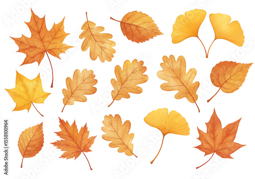 Collection of Watercolor Autumn Leaves Maple Oak Ginkgo and Birch in Warm Orange and Yellow Hues.