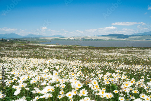 Fototapeta Naklejka Na Ścianę i Meble -  meadow with flowers