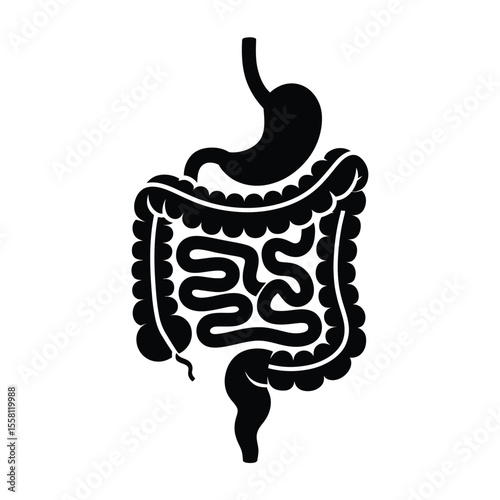 Digestive System Illustration Showing Stomach Small Intestine and Large Intestine
