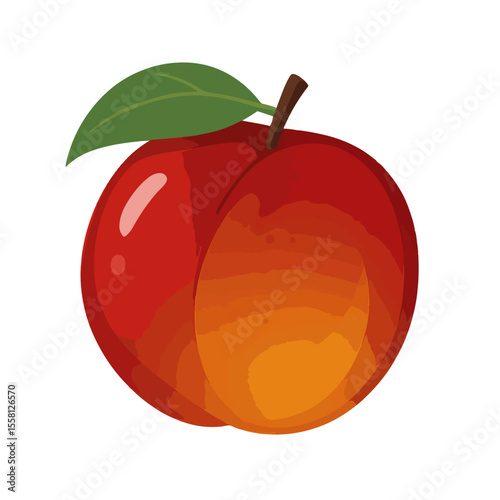 vector illustration of an nectarine