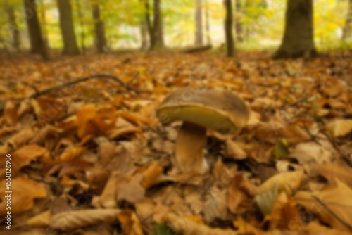 Mushroom growing in forest