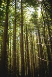 Dense conifer trunks are rising in flat design forest scene, with sunlight shafts and green foliage