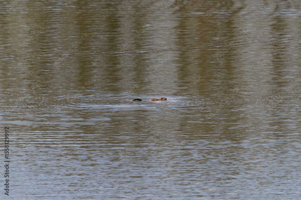 Fototapeta premium A Beaver Swimming in Seven Lake at Seven Lakes State Park, near Holly, Michigan.