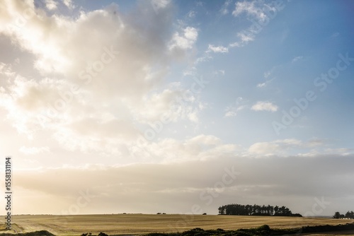 Cluster of silhouetted trees is standing on horizon in flat design, with golden fields, soft clouds