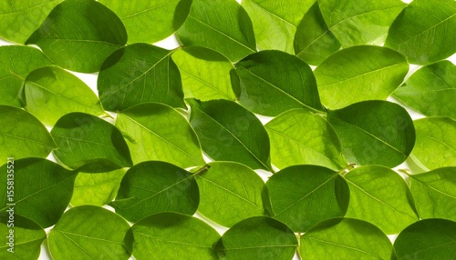 Green Leaves Background