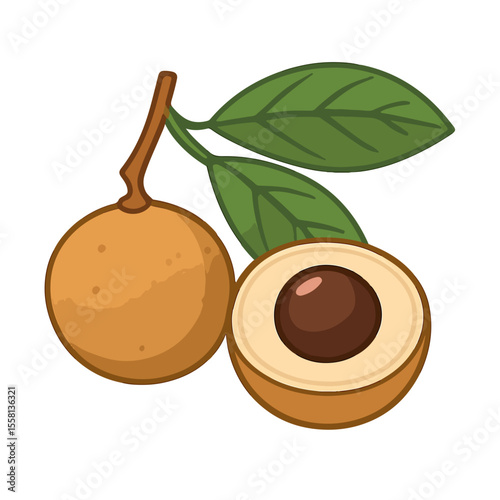 vector illustration of a longan fruit