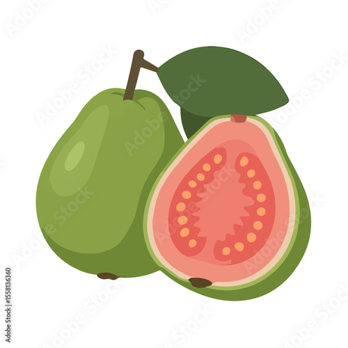 vector illustration of a guava