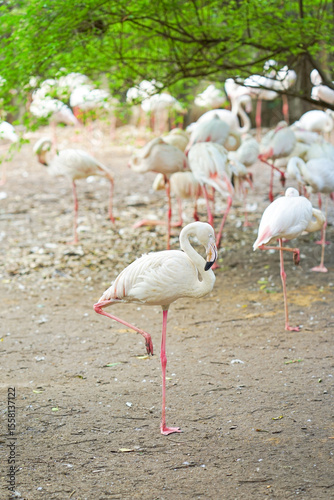Flamingo standing on one leg in Safari World Zoo, Thailand