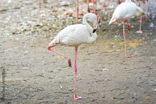 Flamingo standing on one leg in Safari World Zoo, Thailand