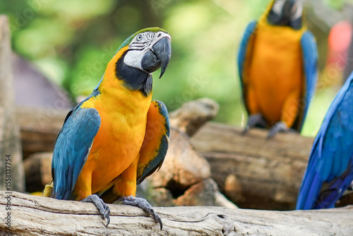 Colorful Macaw Parrots at Safari World Zoo, Thailand