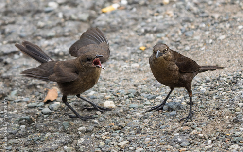 carib grackle