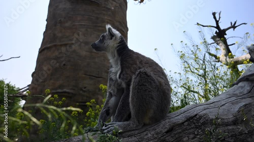 Funny and Playful Lemur Catta Family Enjoys Their Time Near a Baobab Tree in Madagascar During Sunset