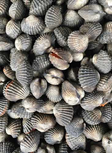 close up boiled cockles for cooking