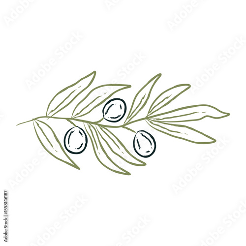 Hand drawn vintage olive branch with green leaves, black fruits. Botanical Mediterranean vector illustration for organic food, kitchen decor, packaging, restaurant branding. Outline, line art, sketch.