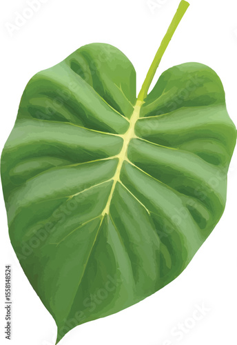 Realistic water spinach
