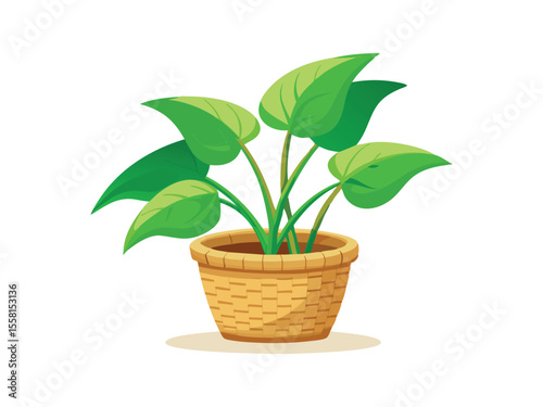 Vibrant green leafy houseplant in a woven textured pot isolated on white background
