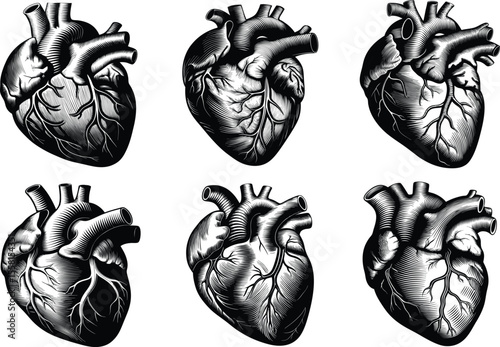 Anatomical heart illustrations in black and white engraving style