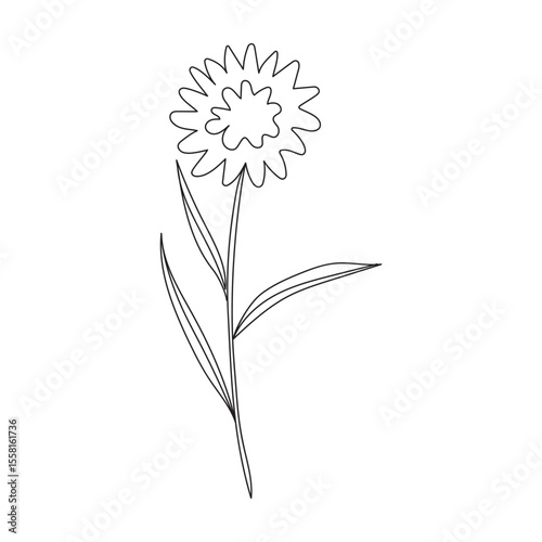 Calendula officinalis doodle vector illustration