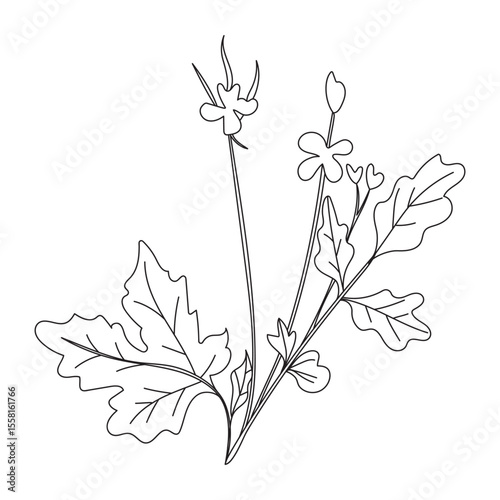 Chelidonium majus doodle vector illustration
