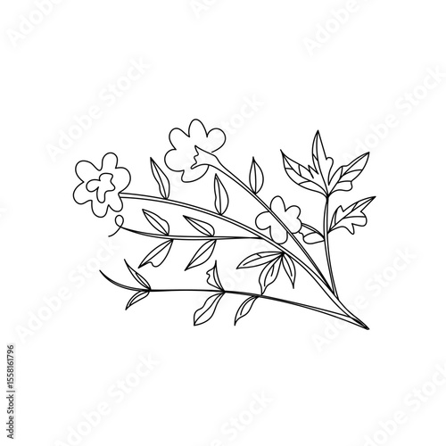 Potentilla anserina doodle vector illustration