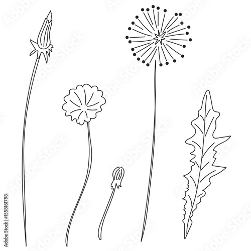 Dandelion doodle vector illustration