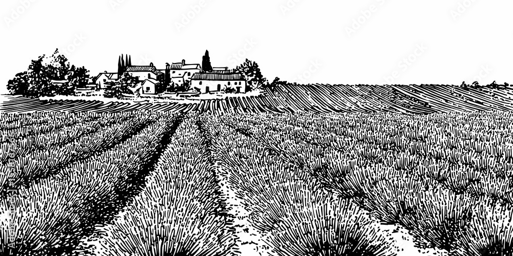 Naklejka premium Panorama of a field with lavender trees and houses on the horizon on a white background. Beautiful graphic background in the style of engraving hand drawn style.