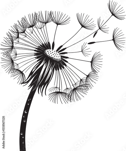 Dandelion flower 56