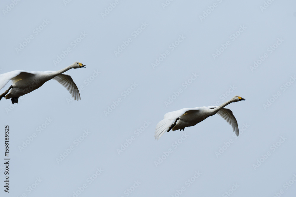 Obraz premium ひらりと飛んできた白鳥